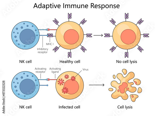 adaptive immune response, highlighting the interaction between NK cells and healthy versus infected cells diagram hand drawn schematic vector illustration. Medical science educational illustration
