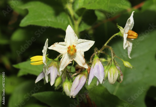 Bilde på lerret Close-up of the flowers of the Carolina horsenettle (Solanum carolinense) growing in Ohio