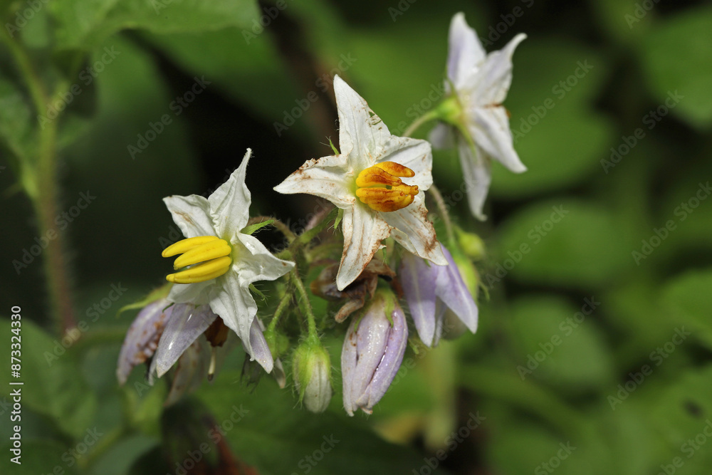 Close up of the white / lavender flowers of the Carolina horsenettle (Solanum carolinense). It has five pale star-shaped petals and a thick column of yellow, fused anthers. Close up of the white / lavender flowers of the Carolina horsenettle (Solanum carolinense). It has five pale star-shaped petals and a thick column of yellow, fused anthers.