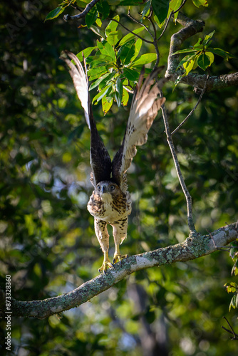 Red Tailed Hawk Taking Flight.