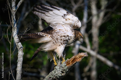 Red Tailed Hawk Taking Flight