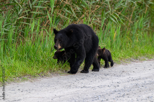 Mother Black Bear and her two cubs