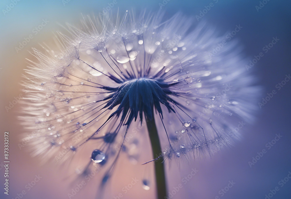 Naklejka premium Beautiful dew drops on a dandelion seed macro Beautiful soft light blue and violet background Water