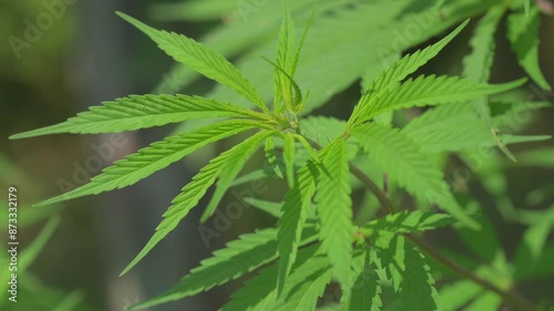 Cannabis, Marijuana, weed plan that grows in Himalaya, Manali, India