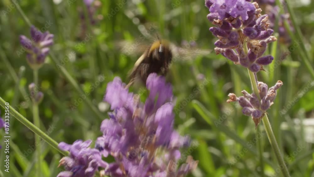 Close-up of a bumblebee collecting nectar from a vibrant lavender flower in a garden. The lavender is in full bloom with lush green background highlighting the purple petals Close-up of a bumblebee collecting nectar from a vibrant lavender flower in a garden. The lavender is in full bloom with lush green background highlighting the purple petals