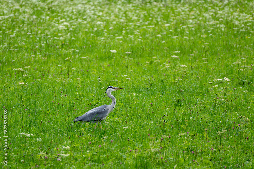 Fototapeta premium Grey Heron Wildlife