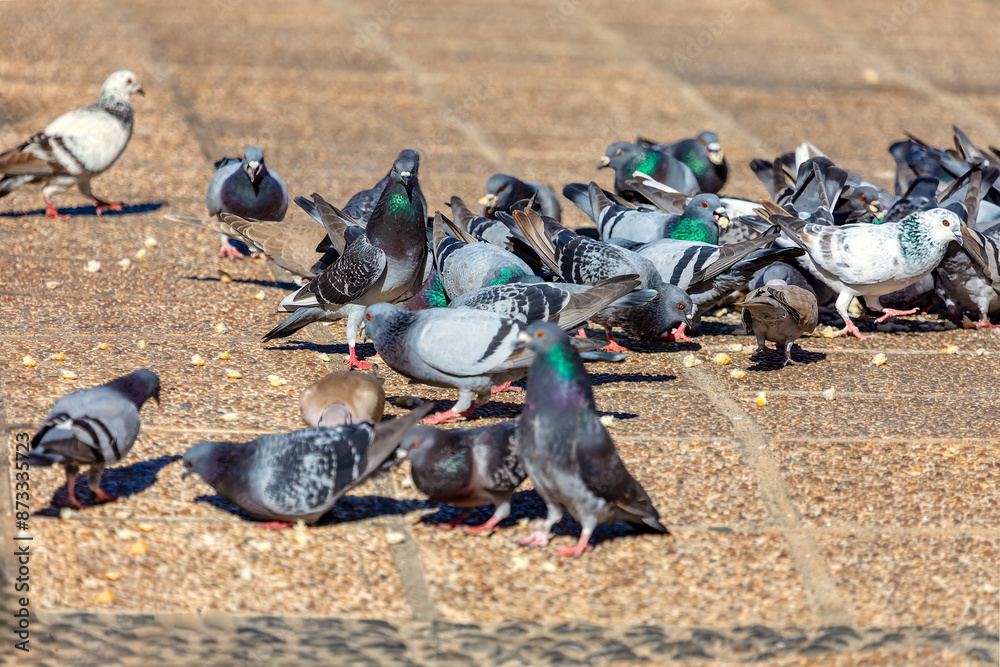 Obraz premium Flock of pigeons are gathered on a sidewalk, eating food. Urban scene with birds enjoying their meal