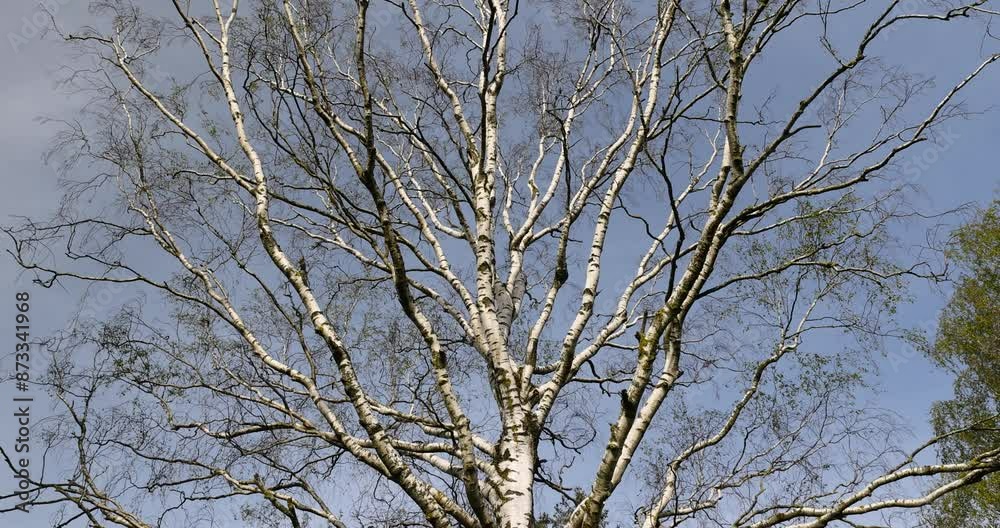 birch trees in the spring season during the appearance of the first foliage, fresh foliage on birch trees in sunny May birch trees in the spring season during the appearance of the first foliage, fresh foliage on birch trees in sunny May