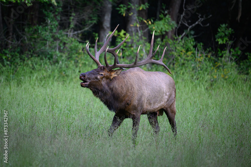 elk in a meadow