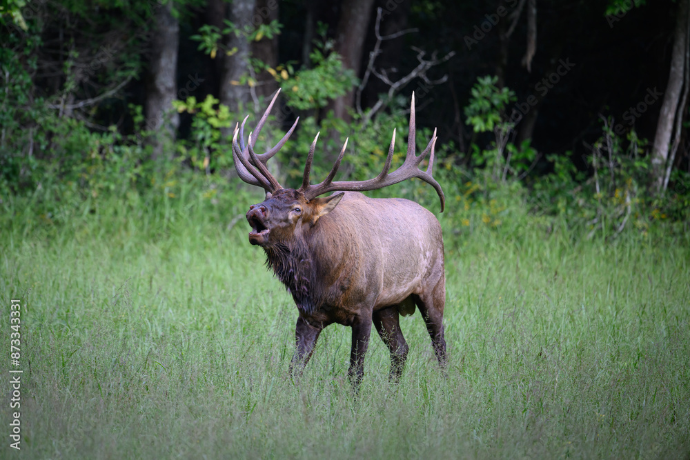 bull elk in park national park bull elk in park national park