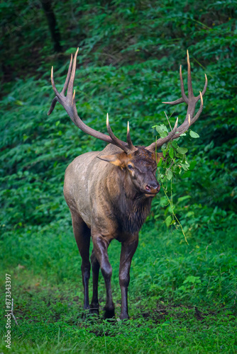 Bull Elk in Forest