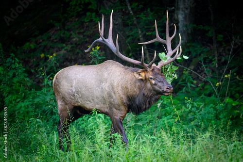 bull elk in the woods