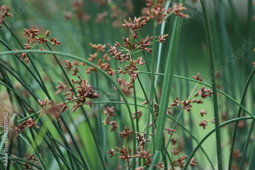 Schoenoplectus lacustris. The lake shore bulrush or common club rush. Background.