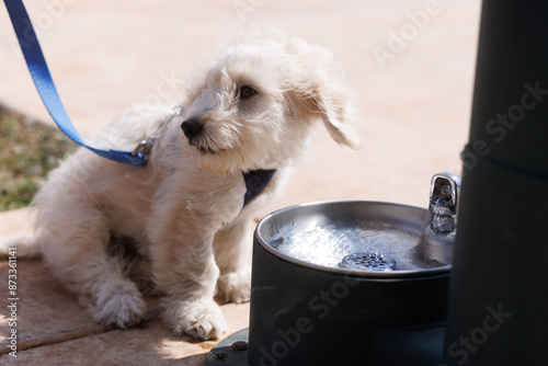 Adorable fluffy puppy explores a park water fountain.