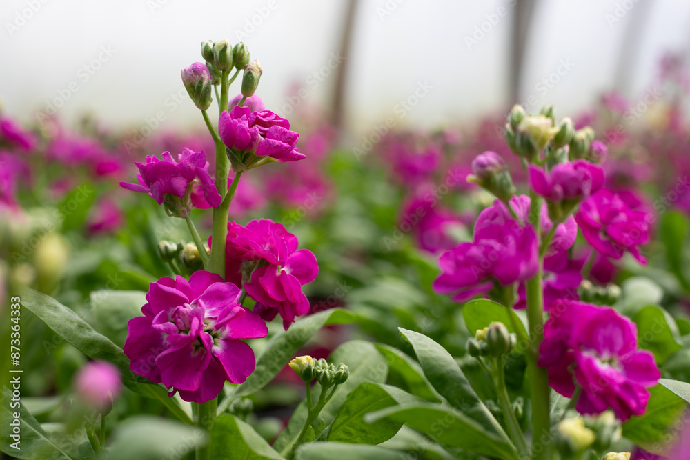 Fototapeta premium Matthiola
