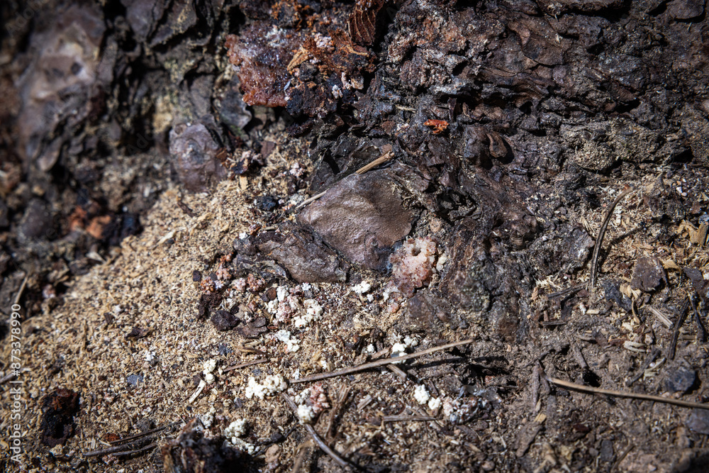 Bore dust a reddish sawdust like substance known as frass could be an indication of Pine Beetle activity Bore dust a reddish sawdust like substance known as frass could be an indication of Pine Beetle activity