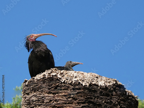 Ibis eremita (Geronticus eremita)