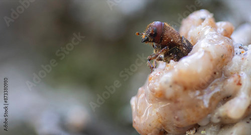 Small Western Pine Beetle climbing on top of a pitch tube where he has access to the inside of the tree.