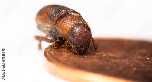 Western Pine Beetle close up on a piece of tree bark
