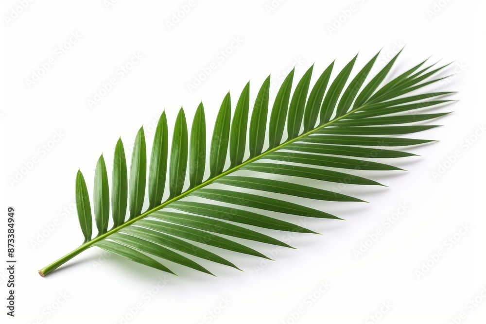 Tropical palm leaves isolated on white background lush green foliage for versatile design options Tropical palm leaves isolated on white background lush green foliage for versatile design options