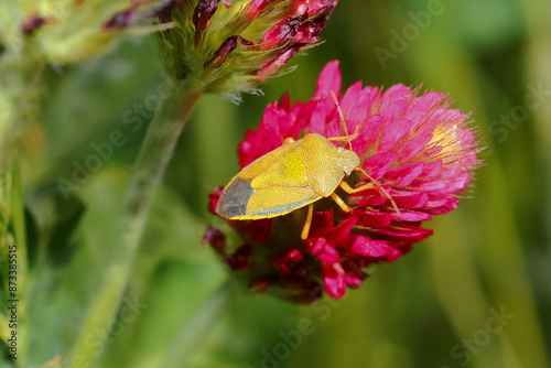 Ginster-Baumwanze, Piezodorus lituratus photo