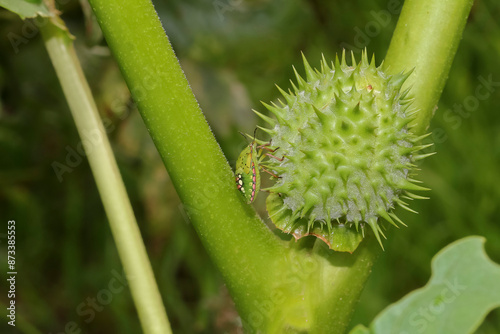 Grüne Reiswanze, Nymphenstadium, Nezara viridula