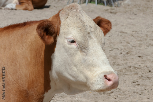 Porträt eines Hinterwalder Rindes, Bos Taurus photo