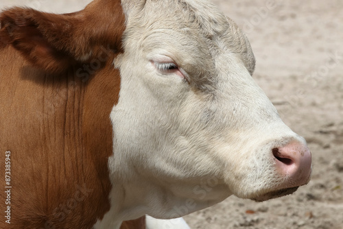 Porträt eines Hinterwalder Rindes, Bos Taurus photo