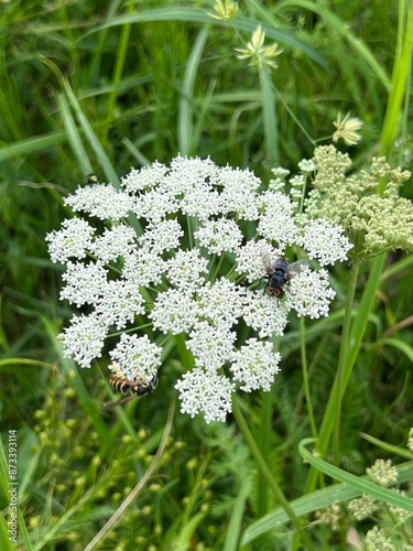 fields of beautiful flowers on the meadow and green grass