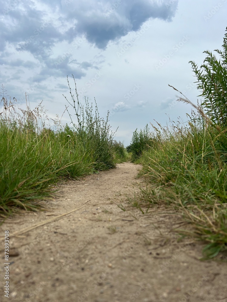 path in a green meadow in nature road path in a green meadow in nature road