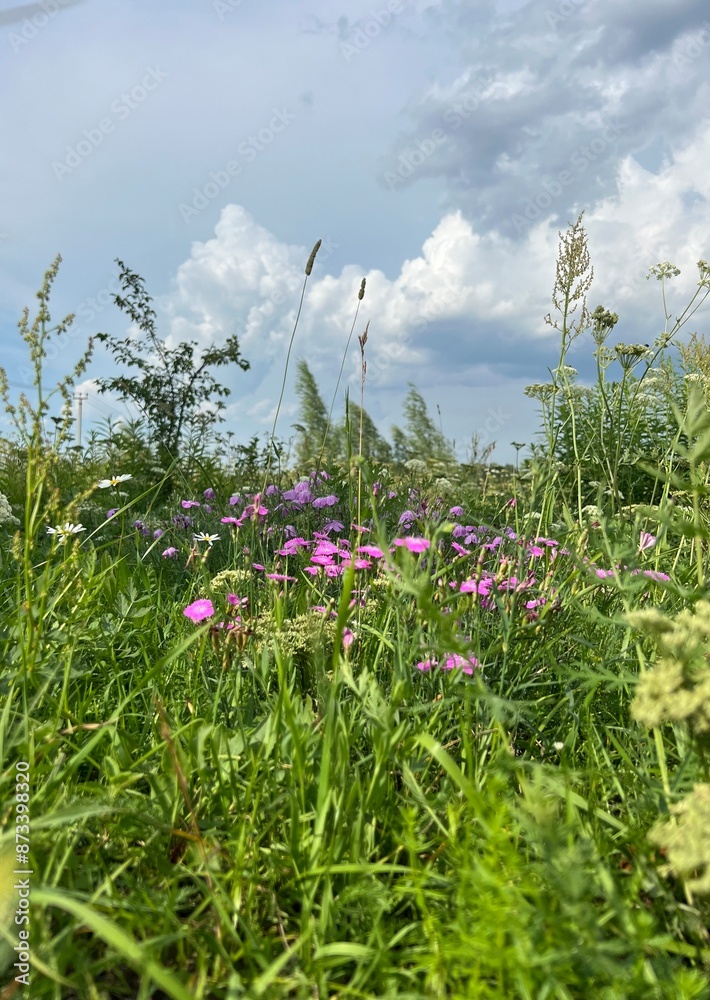 Obraz premium green field with wildflowers and blue sky in the clouds