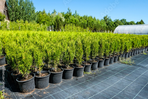 Tree nursery and decorative tree shop in summer. Gardening shop
