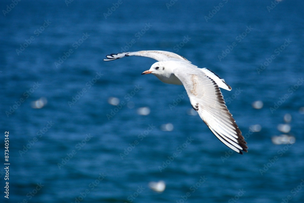 Gaviotas en la costa de Mutrah, Sultanato de Omán Gaviotas en la costa de Mutrah, Sultanato de Omán