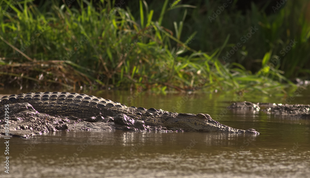 Close up of a giant crocodile sliding in the river water and mud, and splashing; Saltwater crocodile (Crocodylus porosus) from Nilwala River Sri Lanka Close up of a giant crocodile sliding in the river water and mud, and splashing; Saltwater crocodile (Crocodylus porosus) from Nilwala River Sri Lanka