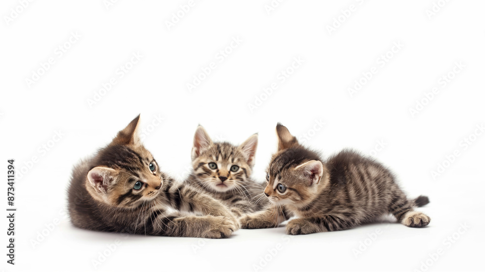 Obraz premium Three little kittens laying on a white background. Pet products advertising banner template with free space for product placement or promotional text.