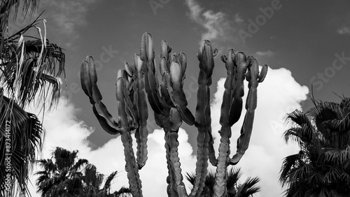 Cactus Euphorbia photo