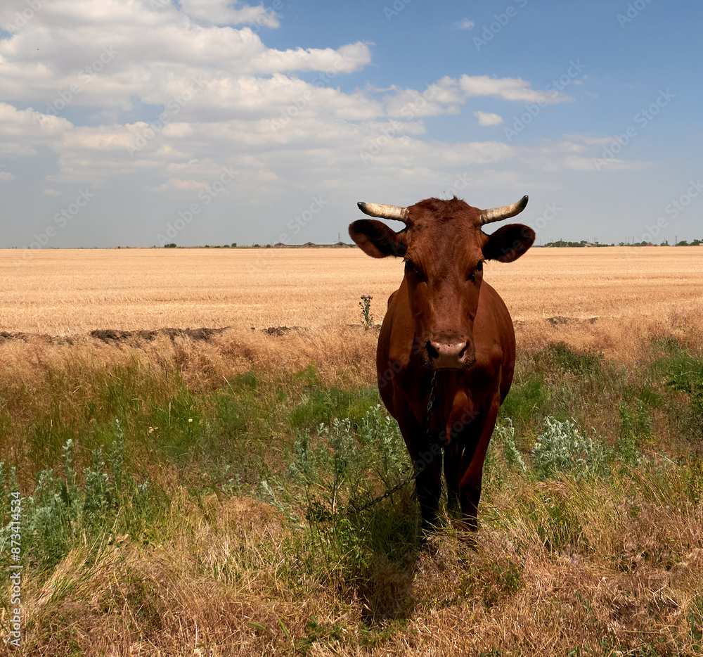 cow calf grazing in a field on a farm cow calf grazing in a field on a farm