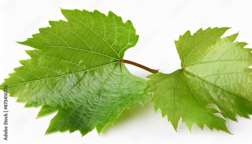 Fototapeta premium wine grape leaf closeup isolated over white with clipping path