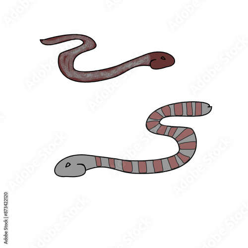two snakes - mysterious reptiles
