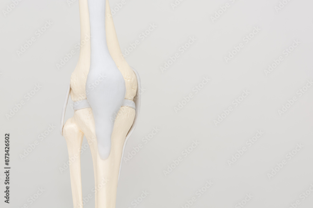 Model of a human knee joint isolated on a light gray background - for training, demonstration to a patient, advertising of medical services. Model of a human knee joint isolated on a light gray background - for training, demonstration to a patient, advertising of medical services.
