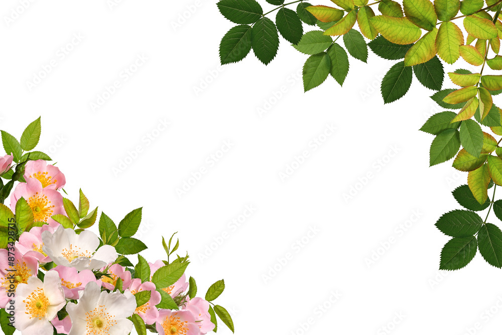 Fototapeta premium Flower corner arrangement. Frame of pink rosehip flowers and green leaves isolated on white background. Design element to create collage or design, wedding cards and invitations. Background overlay.