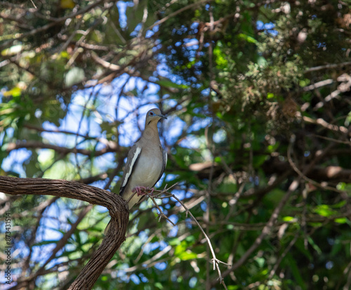 Mourning dove perched on limb surrounded by greenery