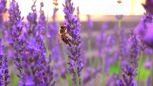 bee looking nectar and pollinates on lavender bee looking nectar and pollinates on lavender flower