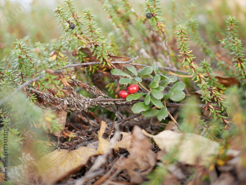 Ripe large lingonberry on the branches of a bush on a cloudy autumn day. Healthy vegetarian food with a high content of vitamins and trace elements.