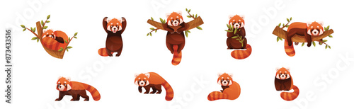 Adorable Red Panda as Small Fluffy Mammal with Dense Reddish-brown Fur and Ringed Tail in Different Pose Vector Set