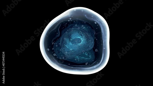 Wallpaper Mural a biological cell with a nucleus  on black background. looped animation. Torontodigital.ca