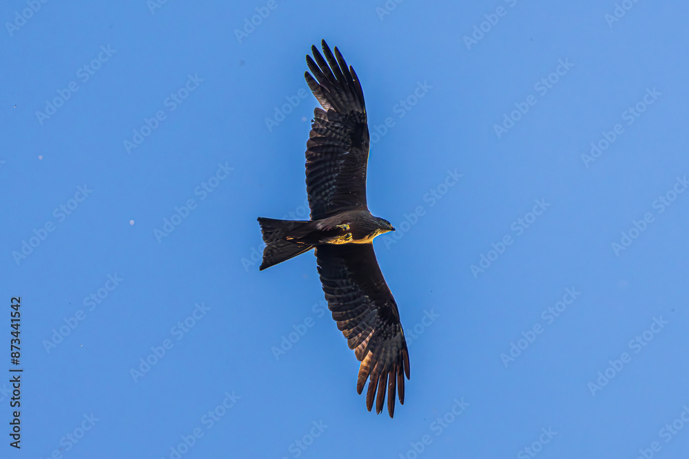 Fototapeta premium eagle in flight