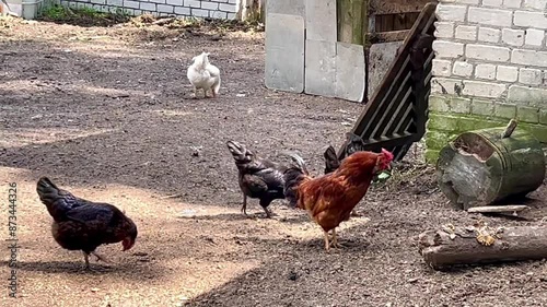A rooster with red feathers and a red comb crows in front of the hens in the yard in summer on a family farm while traveling through Europe on vacation