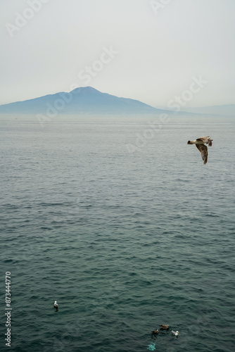 Obraz na płótnie Seagull flying against mount vesuvius volcanco w salonie