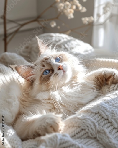 a Ragdoll cat with its semi-long white fur, and deep blue eyes © jessica
